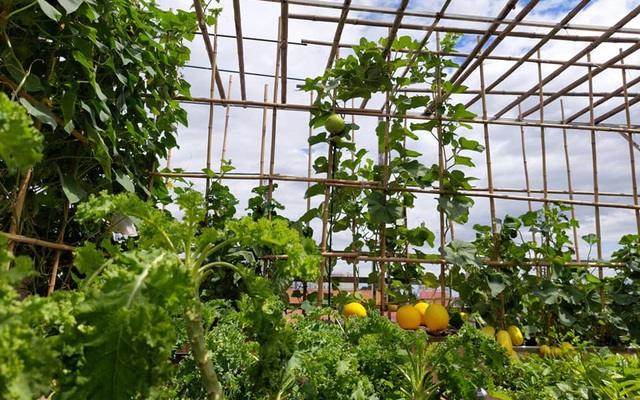 Sân thượng 50m² không khác gì trang trại với đủ loại rau quả sạch theo mùa của mẹ đảm ở Hà Nội