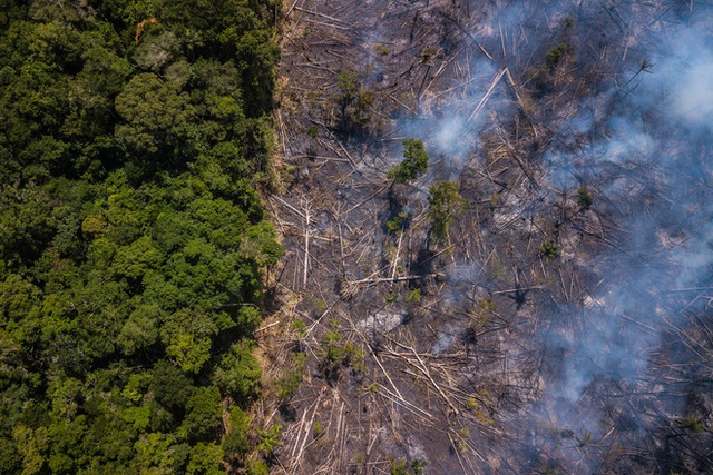 Chỉ với 4 thập kỷ khai phá, con người đã chấm dứt 55 triệu năm hấp thụ carbon của rừng Amazon - Ảnh 1.