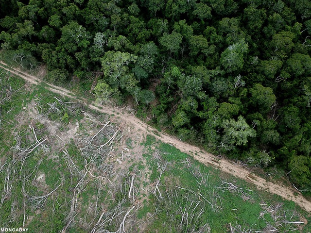 Chỉ với 4 thập kỷ khai phá, con người đã chấm dứt 55 triệu năm hấp thụ carbon của rừng Amazon - Ảnh 5.