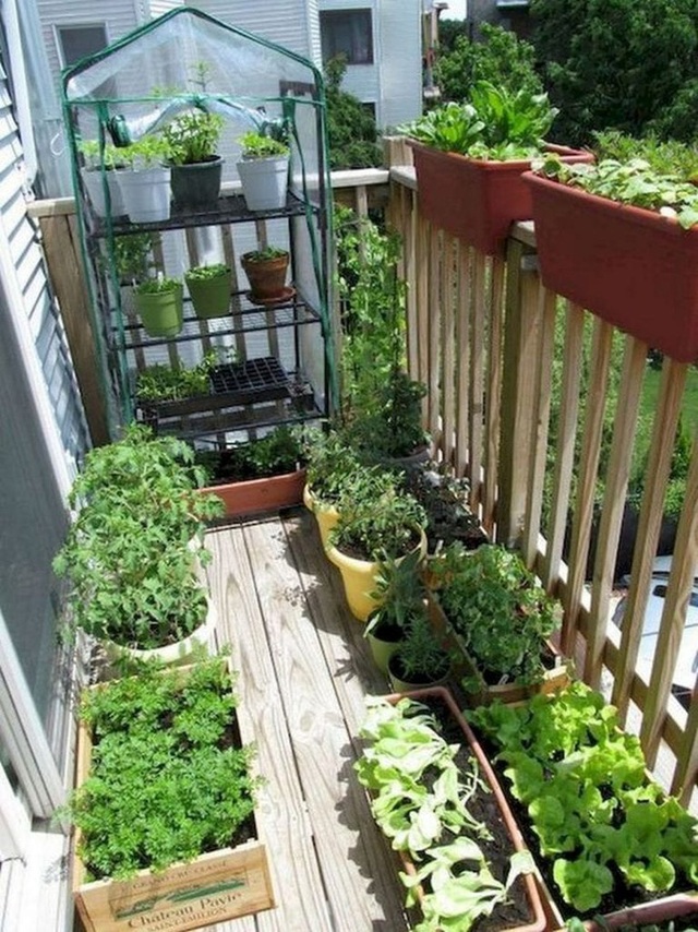 Những điều phải biết nếu muốn trồng rau sạch ở ban công chung cư có diện tích nhỏ hẹp - Ảnh 16.