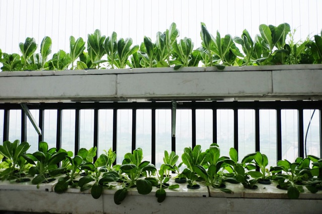 Những điều phải biết nếu muốn trồng rau sạch ở ban công chung cư có diện tích nhỏ hẹp - Ảnh 5.