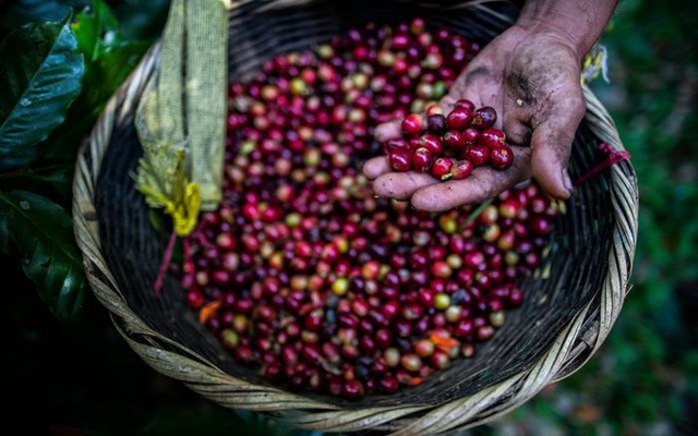Giá cà phê tăng 20% chỉ trong một tuần, đạt “đỉnh” 6,5 năm, dự báo tăng thêm 25% nữa