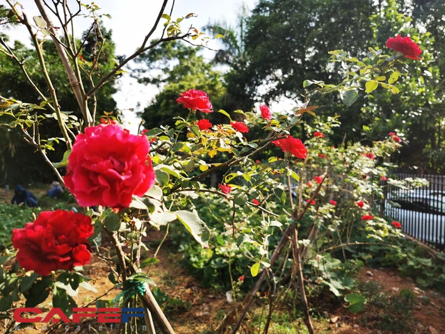 Khu vườn ngoại ô đầy rau sạch và hoa hồng của anh Mạnh.