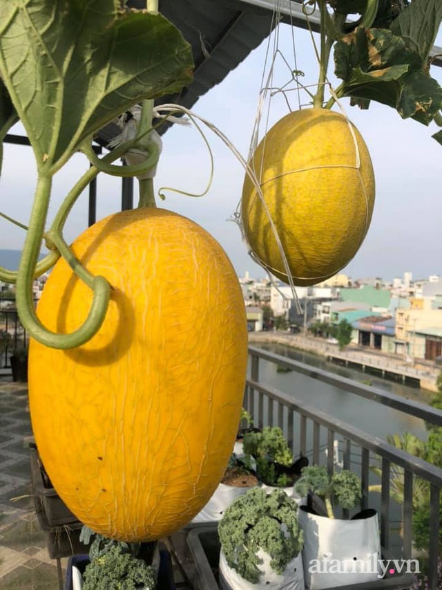 Mẹ Đà Nẵng tạo ra “nông trại” rau quả sạch trên tầng thượng giúp cả nhà vui khỏe trong những ngày giãn cách - Ảnh 23.