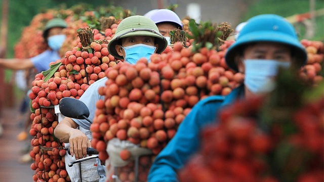 Từ câu mỗi người Việt ăn vài lạng vải đến kỳ tích tiêu thụ vải thiều nội địa vượt xuất khẩu ngay giữa đại dịch - Ảnh 2.