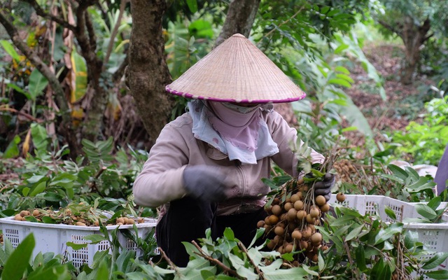 Người dân 'khóc ròng' vì nông sản tắc đầu ra