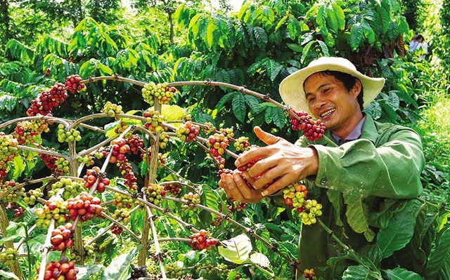 Bloomberg: Cà phê 'hoá vàng' sau cú sốc nguồn cung từ Brazil, liệu Việt Nam sẽ hưởng lợi?