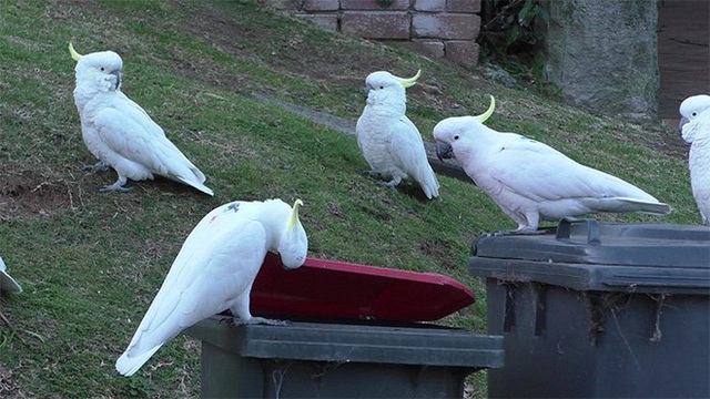 Một con vẹt ở Sydney mở lớp huấn luyện cạy thùng rác cho những con vẹt khác, chúng đích thị là đang tiến hóa - Ảnh 4.