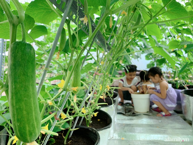 Khu vườn xanh tươi trên mái nhà và bí quyết đáng học hỏi của mẹ 3 con ở Sài Gòn - Ảnh 4.