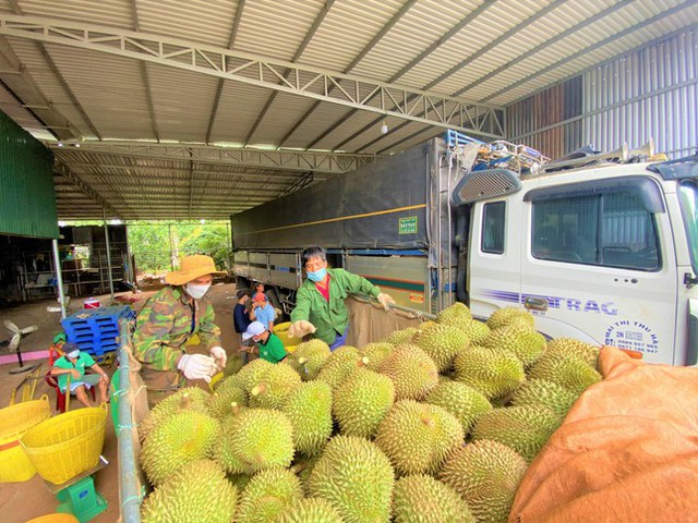  Sản lượng tăng đột biến, thủ phủ sầu riêng tiêu thụ ra sao giữa mùa dịch?  - Ảnh 1.