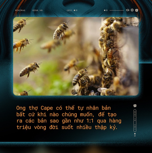 Một con ong ở Châu Phi đã tự nhân bản nó hàng triệu lần kể từ năm 1990 tới nay và tạo ra một đội quân clone bất tử - Ảnh 7.