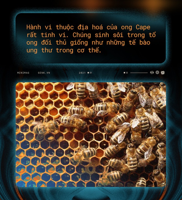 Một con ong ở Châu Phi đã tự nhân bản nó hàng triệu lần kể từ năm 1990 tới nay và tạo ra một đội quân clone bất tử - Ảnh 9.