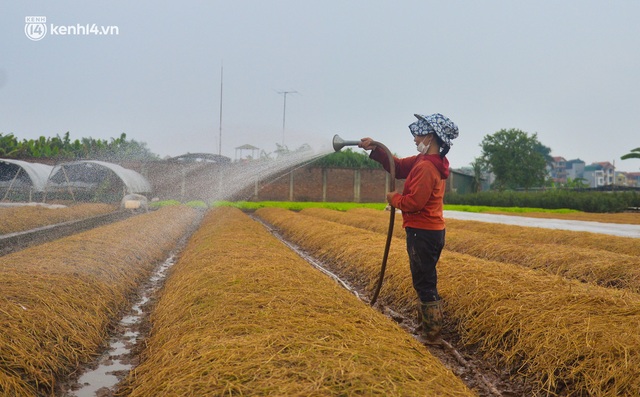 Ảnh: Hoa nở rộ nhưng người nông dân Tây Tựu vẫn phải nuốt nước mắt, cắt hoa bỏ đi vì không thể bán giữa dịch Covid-19 - Ảnh 20.