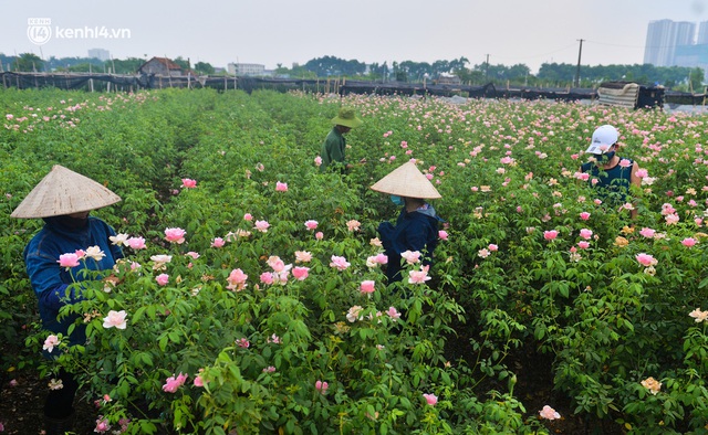 Ảnh: Hoa nở rộ nhưng người nông dân Tây Tựu vẫn phải nuốt nước mắt, cắt hoa bỏ đi vì không thể bán giữa dịch Covid-19 - Ảnh 4.