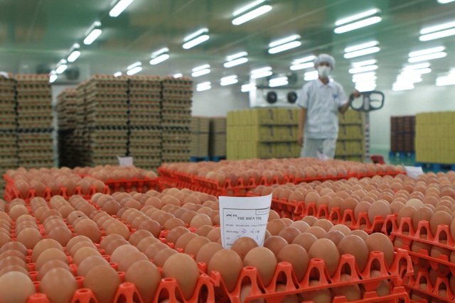 Cùng nhau đầu tư nuôi gà đẻ trứng: Hòa Phát bán 750.000 quả/ngày, đại gia nông nghiệp 30 năm kinh nghiệm bị Vietcombank thanh lý tài sản - Ảnh 2.