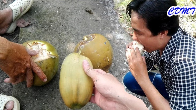 Ít ai biết ở Việt Nam có giống dừa phải bổ ra như bổ quả cam, bỏ nước và chỉ lấy phần vỏ để ăn - Ảnh 5.