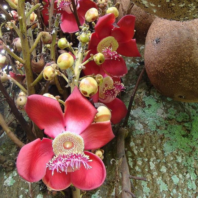 Loài hoa mọc chen chúc tua tủa từ gốc đến ngọn: Sở hữu vẻ đẹp xao xuyến, ẩn chứa ý nghĩa đặc biệt và được người Việt quý vô cùng - Ảnh 4.
