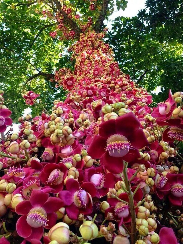 Loài hoa mọc chen chúc tua tủa từ gốc đến ngọn: Sở hữu vẻ đẹp xao xuyến, ẩn chứa ý nghĩa đặc biệt và được người Việt quý vô cùng - Ảnh 6.