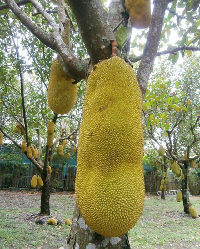 Strange things that are only found in Vietnam: Coconut shelled with water, meter-long jackfruit, fragrant dragon fruit, longan... - Photo 1.