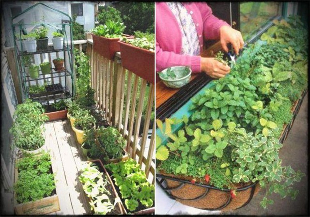 Cách làm vườn rau trong căn hộ chung cư mùa dịch - Ảnh 11.