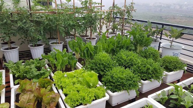 Cách làm vườn rau trong căn hộ chung cư mùa dịch - Ảnh 10.