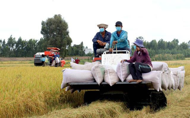 Xuất khẩu gạo giảm mạnh, nhiều doanh nghiệp đóng cửa ngừng sản xuất