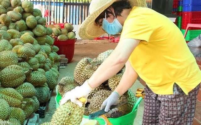 Nhiều doanh nghiệp tuyên bố không sản xuất bánh trung thu, đặc sản bơ, sầu riêng Tây Nguyên tồn kho lớn