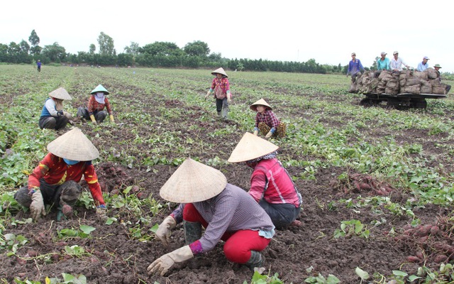 27.000 tấn khoai lang tím ở Vĩnh Long cần hỗ trợ tiêu thụ - Ảnh 1.