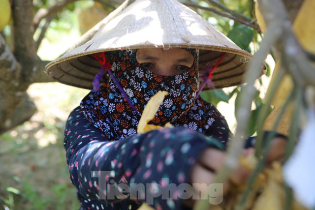 Đệ nhất bưởi ở Hà Tĩnh vào vụ thu hoạch - Ảnh 12.