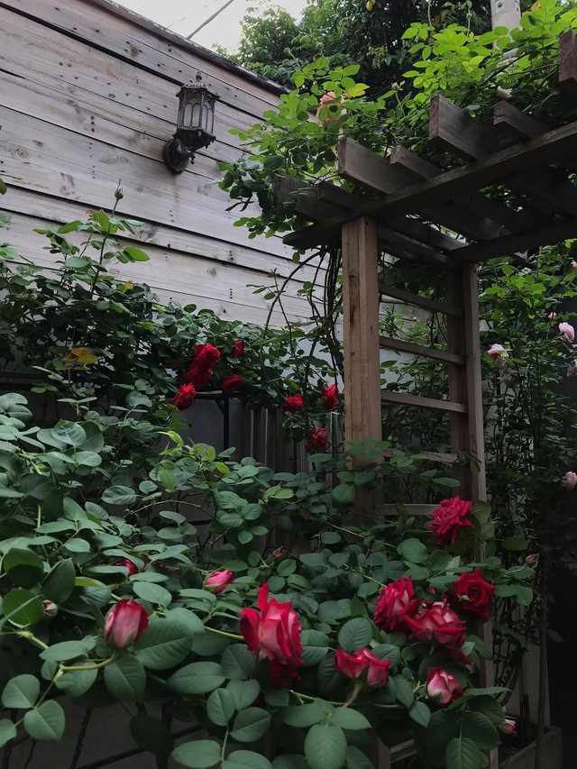 Ngôi nhà hoa hồng tuyệt đẹp giữa Sài Gòn: Chủ nhân là cao thủ, tiết lộ bí quyết chăm mảnh vườn 40m2 với vài chục giống hồng ngoại, hoa nở rực rỡ tỏa hương thơm khắp chốn - Ảnh 8.