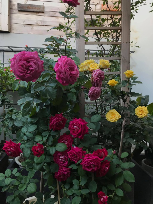 Ngôi nhà hoa hồng tuyệt đẹp giữa Sài Gòn: Chủ nhân là cao thủ, tiết lộ bí quyết chăm mảnh vườn 40m2 với vài chục giống hồng ngoại, hoa nở rực rỡ tỏa hương thơm khắp chốn - Ảnh 11.