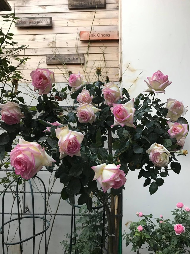 Ngôi nhà hoa hồng tuyệt đẹp giữa Sài Gòn: Chủ nhân là cao thủ, tiết lộ bí quyết chăm mảnh vườn 40m2 với vài chục giống hồng ngoại, hoa nở rực rỡ tỏa hương thơm khắp chốn - Ảnh 19.
