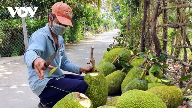 Mít Tiền Giang tăng giá, nhiều nhà vườn lãi lớn - Ảnh 1.