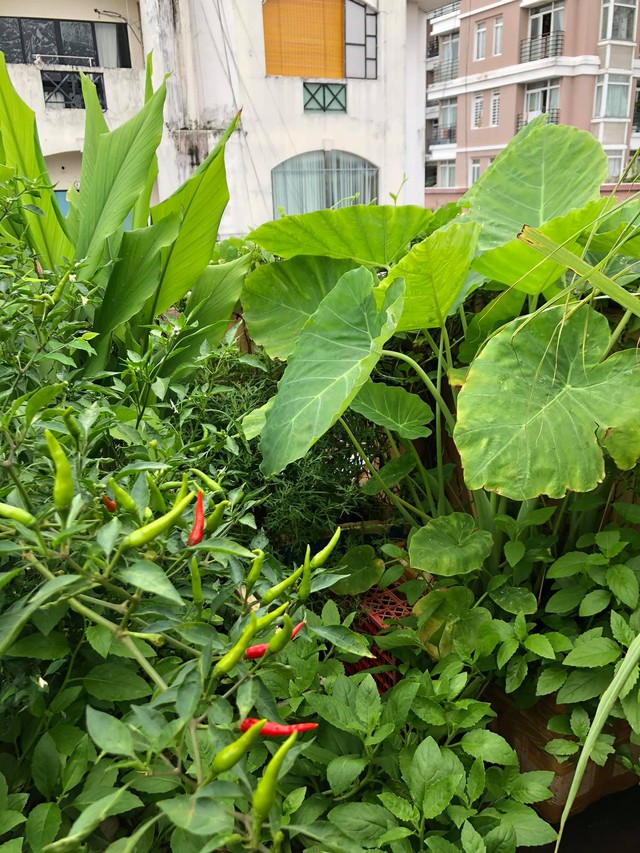 Khu vườn sân thượng 20m2 xanh mướt của chàng trai Sài Gòn: Có đủ rau xanh, hoa tươi, chủ nhân thưởng trà, nuôi chim quá nên thơ - Ảnh 3.