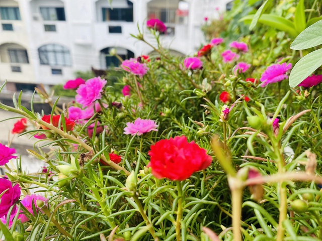 The 20m2 green terrace garden of the Saigon boy: There are enough green vegetables, fresh flowers, the owner enjoys tea, raises birds so poetically - Photo 7.