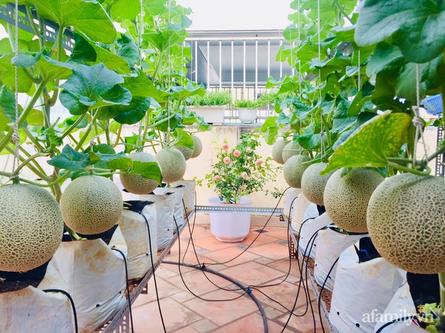 Vast garden of melons and grapes on the 50m terrace of Saigon's mother - Photo 2.