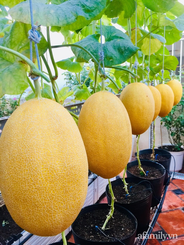 Vast garden of melons and grapes on the 50m² terrace of Saigon's mother - Photo 11.