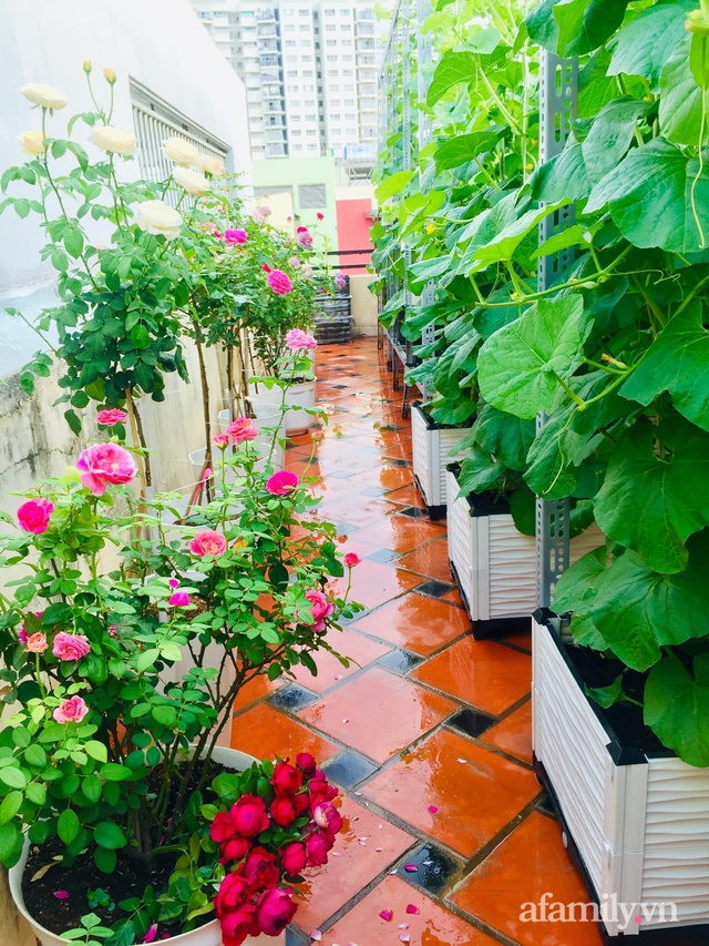Khu vườn bạt ngàn các loại dưa và nho trên sân thượng 50m² của mẹ đảm Sài Gòn - Ảnh 17.