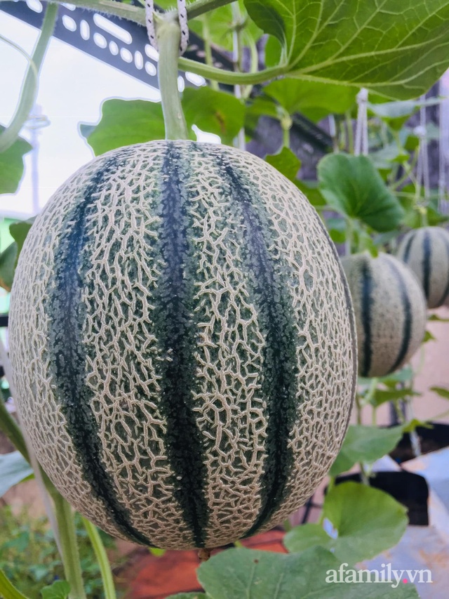 Vast garden of all kinds of melons and grapes on the 50m terrace of Saigon's mother - Photo 18.