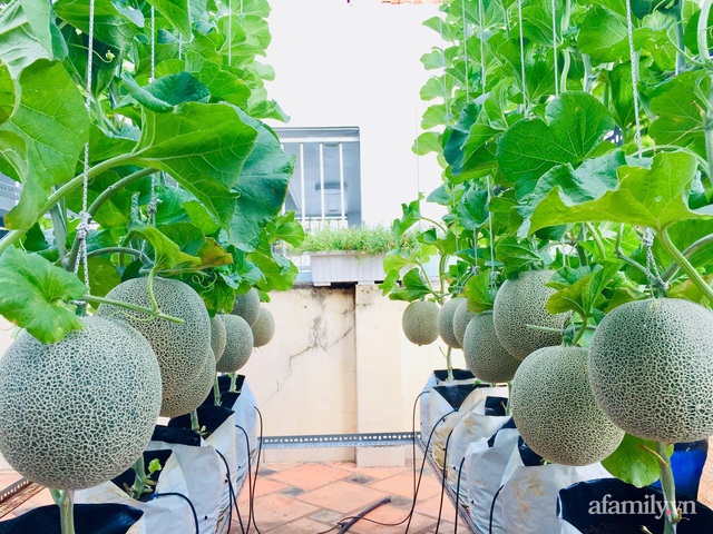 Khu vườn bạt ngàn các loại dưa và nho trên sân thượng 50m² của mẹ đảm Sài Gòn - Ảnh 3.