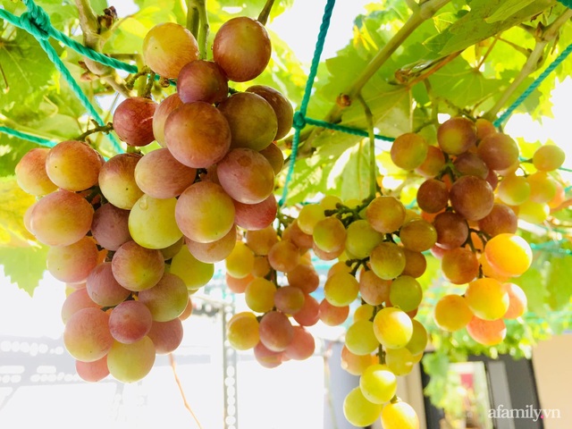 Vast garden of melons and grapes on the 50m² terrace of Saigon's mother - Photo 23.