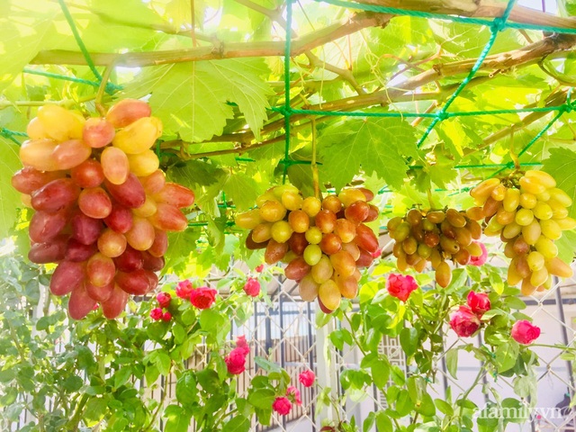 Vast garden of melons and grapes on the 50m terrace of Saigon's mother - Photo 25.