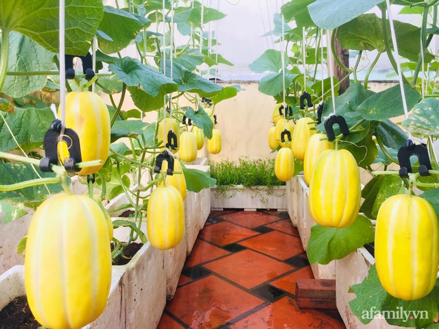 Vast garden of melons and grapes on the 50m² terrace of Saigon's mother - Photo 7.