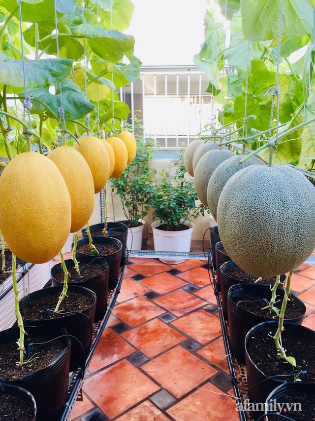 Vast garden of melons and grapes on the 50m² terrace of Saigon's mother - Photo 9.