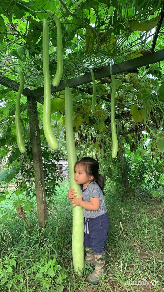 Khu vườn của mẹ Việt sai trĩu rau củ với kích thước khủng - Ảnh 4.