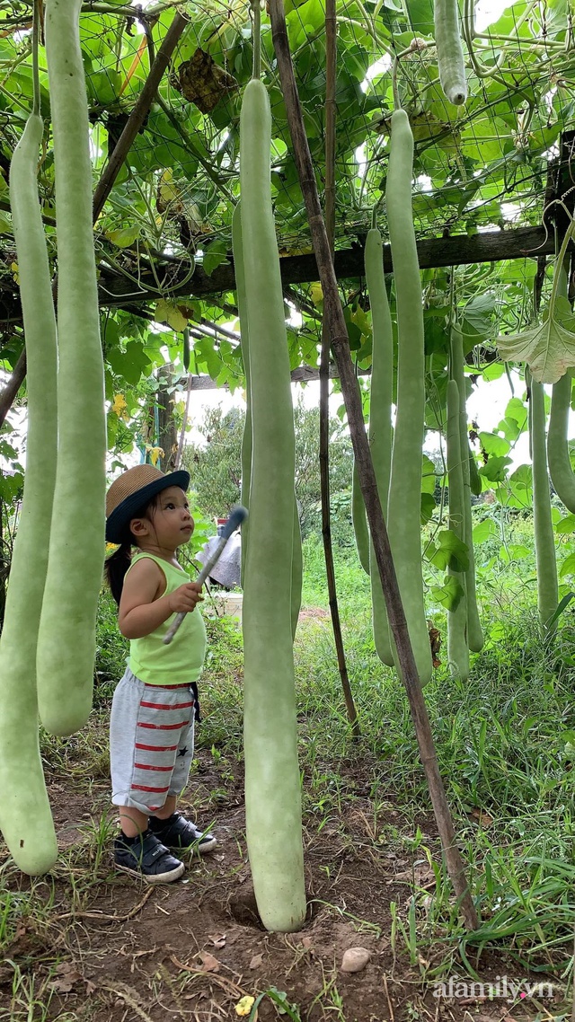 Khu vườn của mẹ Việt sai trĩu rau củ với kích thước khủng - Ảnh 5.