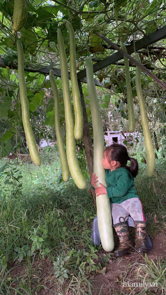 Khu vườn của mẹ Việt sai trĩu rau củ với kích thước khủng - Ảnh 9.
