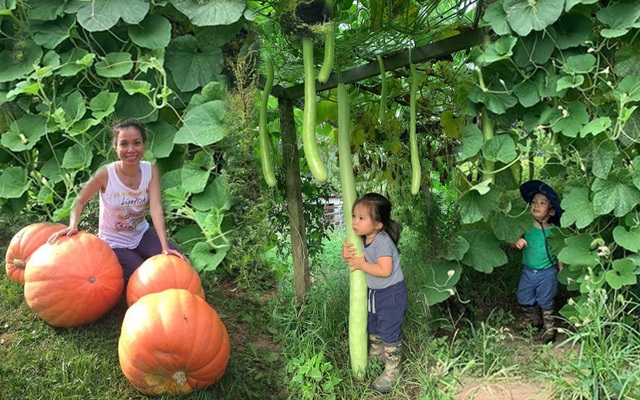 Khu vườn của mẹ Việt sai trĩu rau củ với kích thước "khủng"