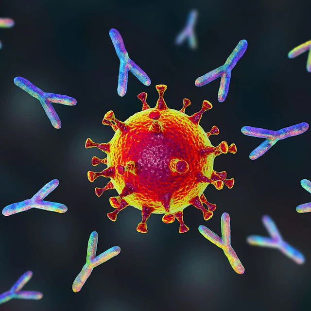 Các nhà khoa học tìm ra loại siêu kháng thể mạnh gấp 1.000 lần, chống lại được mọi biến chủng COVID-19 - Ảnh 3.