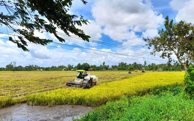 Nông dân gặp khó vì giá lúa giảm, giá phân bón nhảy vọt - Ảnh 1.